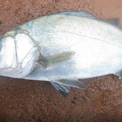 夏ヒラスズキ狙いで、暴風雨の中のサラシから引きずりだした！！